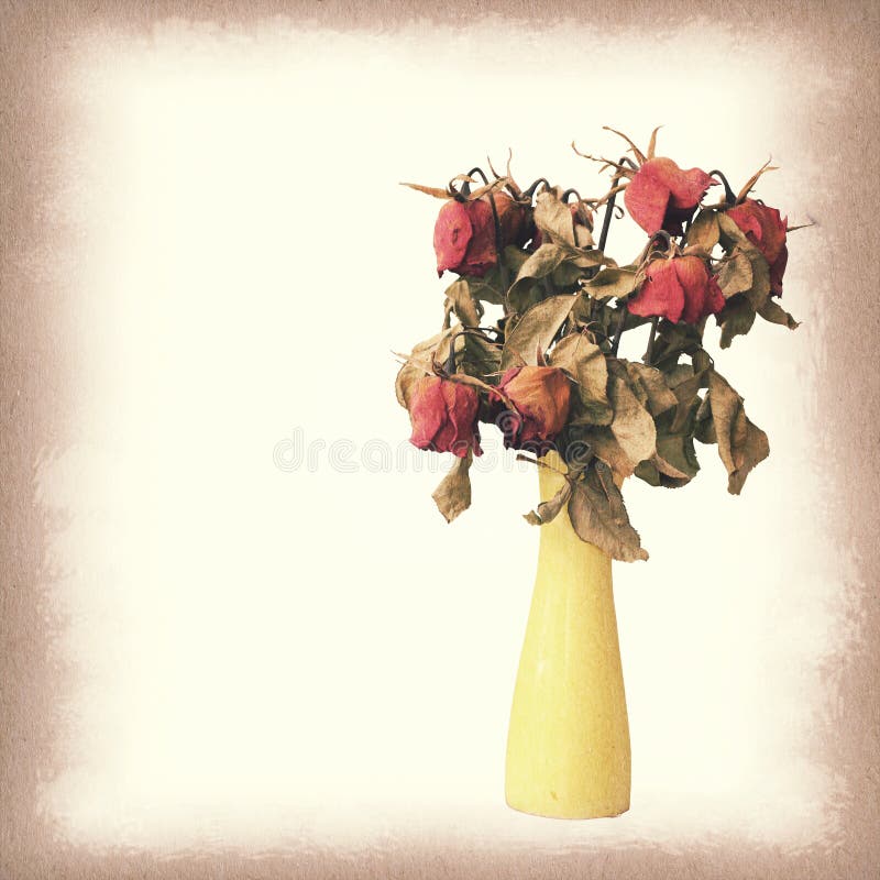 Wither Rose, Died Rose in Vase Stock Image Image of loss, leaf 42918503