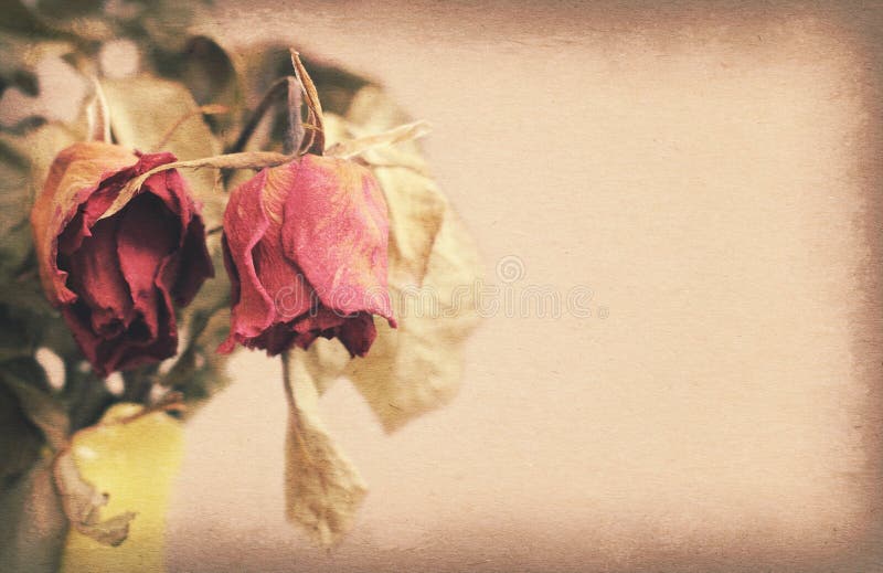 Wither Rose Died Rose Vase Stock Photos Free & RoyaltyFree Stock