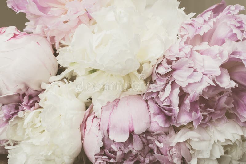 Vintage Peony Flowers Background. Stock Photo - Image of ...