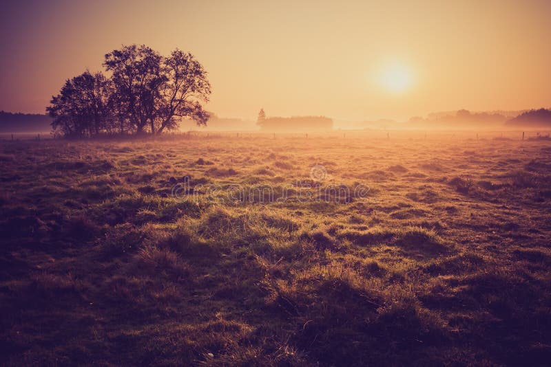 Vintage photo of morning foggy meadow in summer. Rural landscape royalty free stock images Vintage photo of morning foggy meadow in summer. Rural landscape royalty free stock images