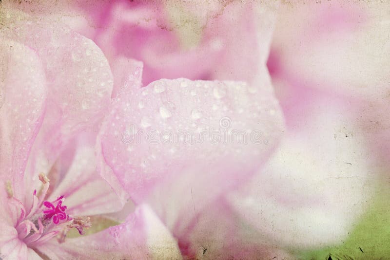 Vintage photo of pink flowers (geranium) with shallow dof