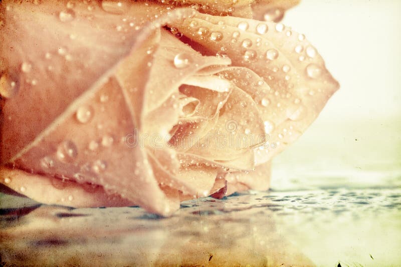 Vintage photo of pink rose
