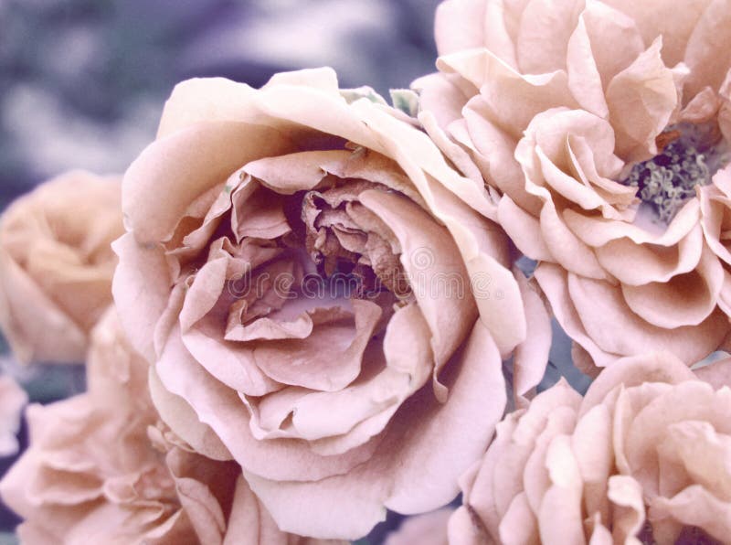 Vintage photo of roses royalty free stock photography Vintage photo of roses royalty free stock photography