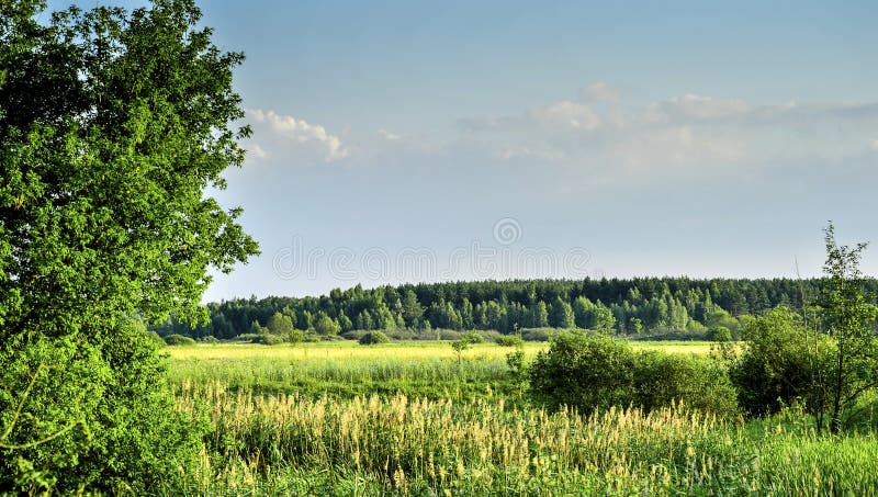 Vintage photo with tree and clouds in summer.