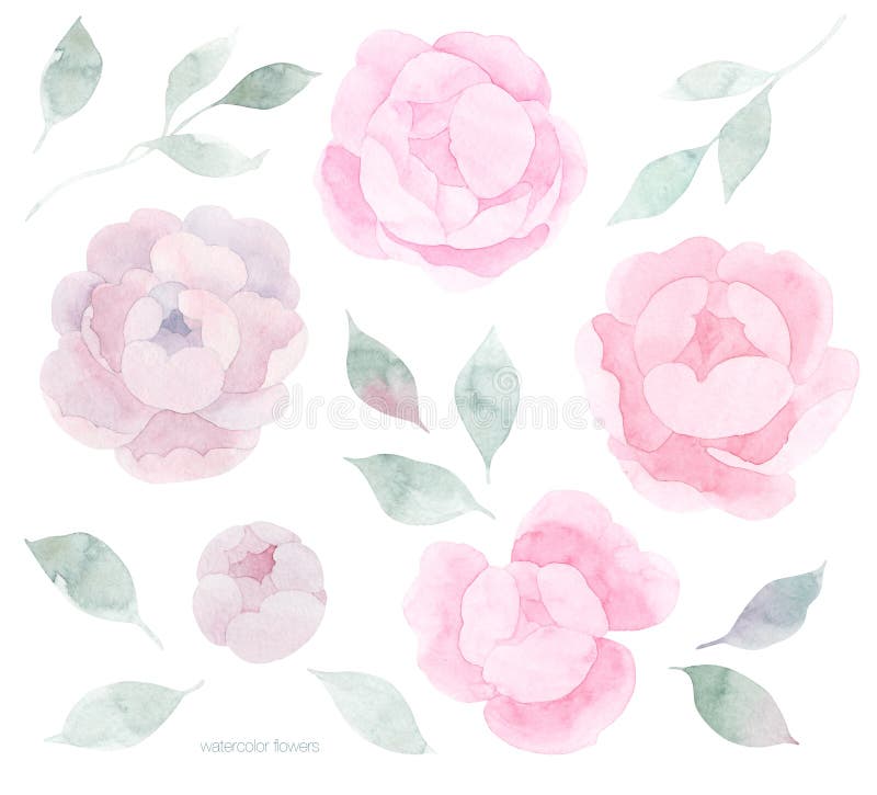 Vintage Pink Rose Blossom Set. Pastel Watercolor. Botanical Hand Made ...