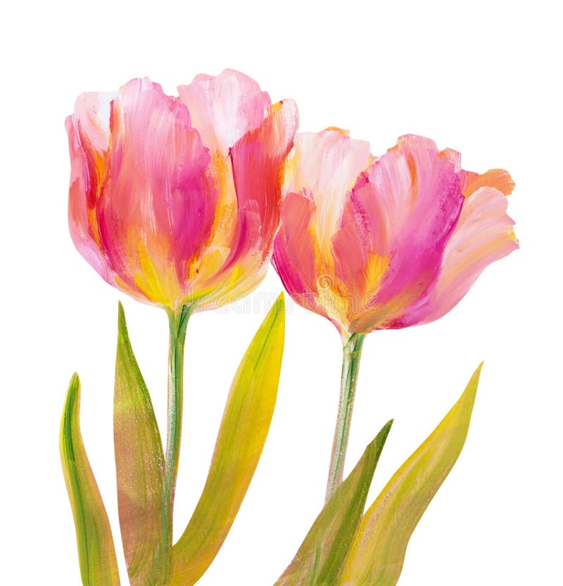 Pink Tulips, Watercolor Painting. Stock Illustration - Illustration of ...