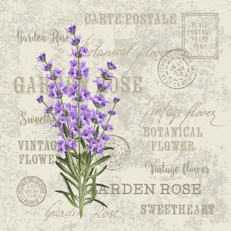 The Vintage postcard. The lavender elegant card. Vintage postcard background vector template for wedding invitation. Label with lavender flowers. Vector vector illustration The Vintage postcard. The lavender elegant card. Vintage postcard background vector template for wedding invitation. Label with lavender flowers. Vector vector illustration