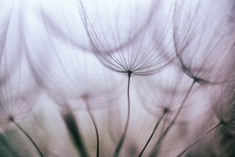 Vintage Viola astratto fiore di tarassaco sfondo, primo piano estremo con soft focus, la natura bella dettagli.