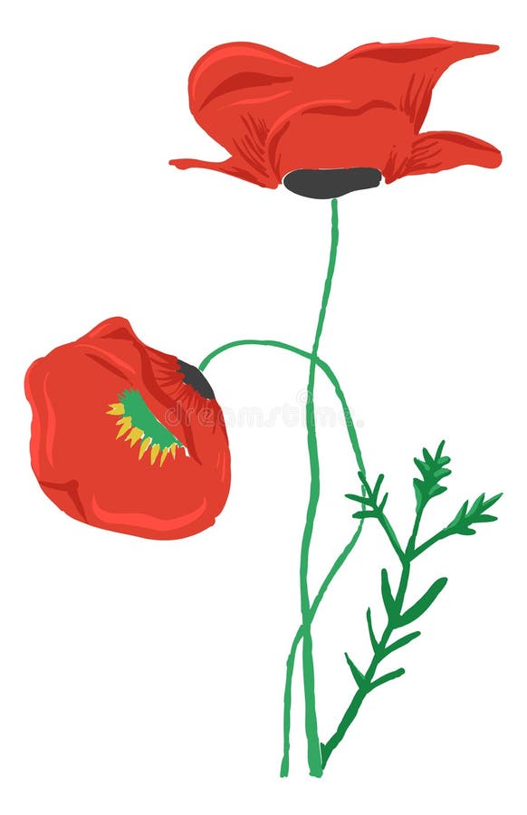 A Poppy Plant with Seeds Isolated on White Background. Stock Vector ...