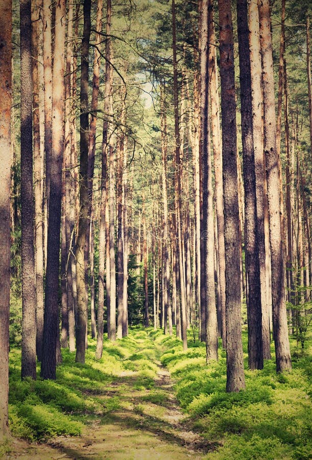 Vintage retro photo of small path through the woods stock image Vintage retro photo of small path through the woods stock image