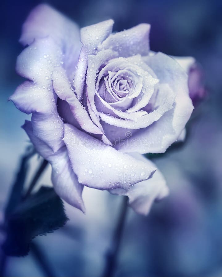 Vintage rose at night royalty free stock photos Vintage rose at night royalty free stock photos