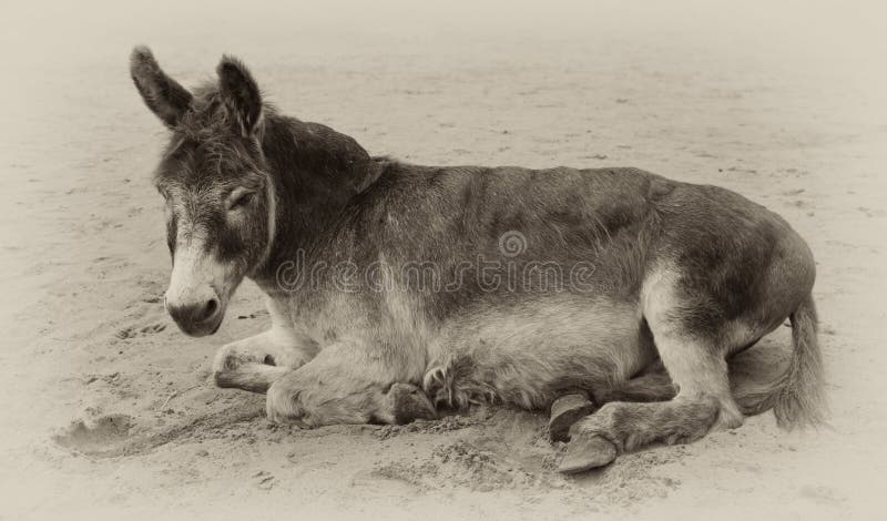 Vintage sepia toned image of a very old donkey. Lying in the sand stock photography