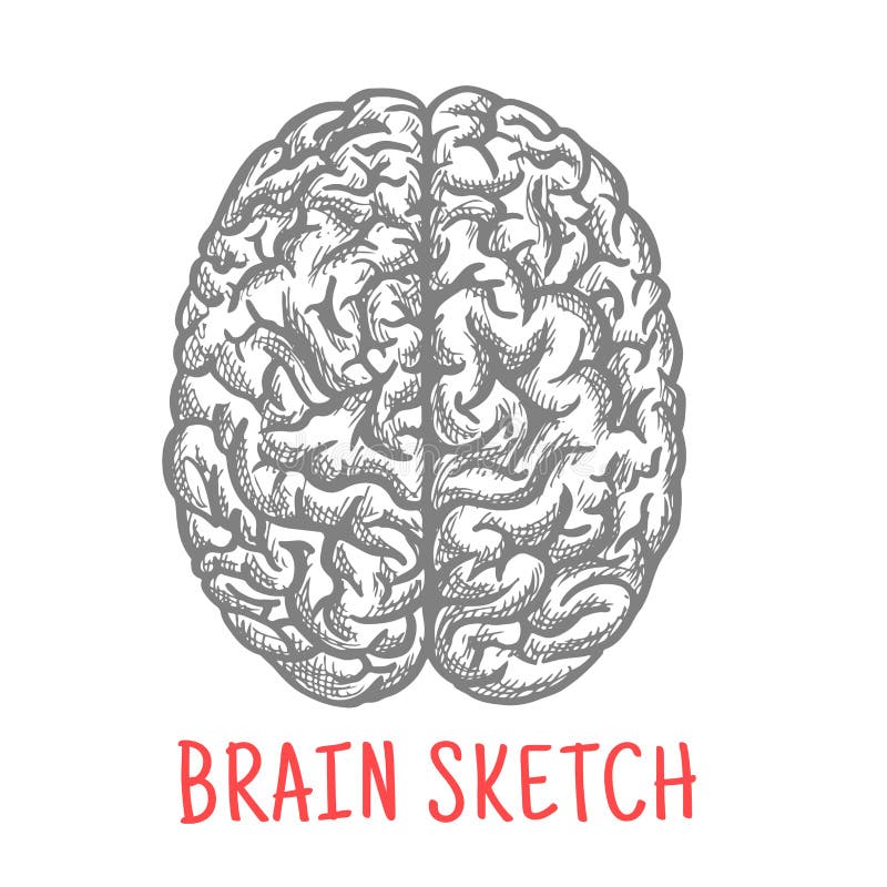 Vintage sketch of human brain for creative design royalty free illustration Vintage sketch of human brain for creative design royalty free illustration