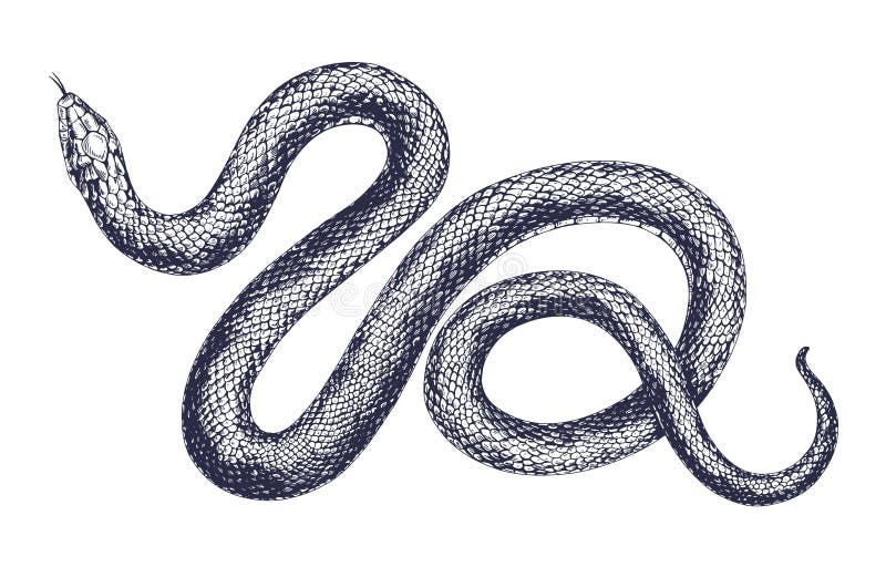 Discover more than 166 realistic snake drawing super hot