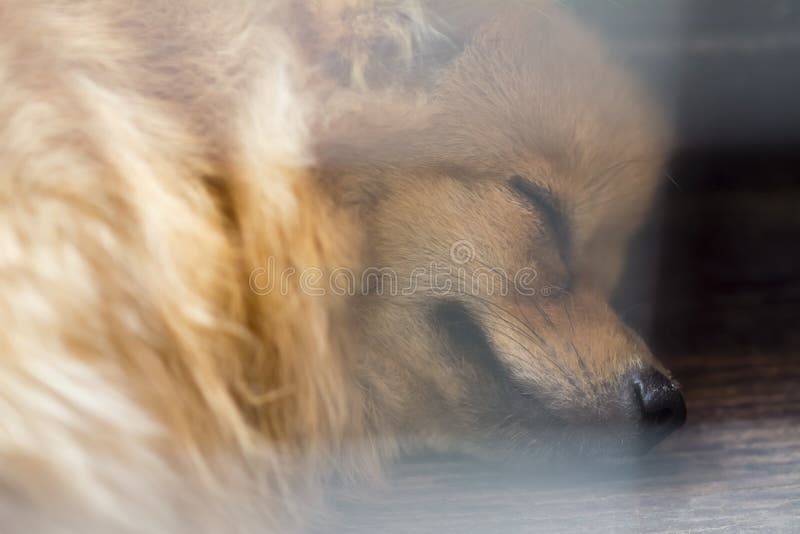 Vintage style abstract animal background royalty free stock image