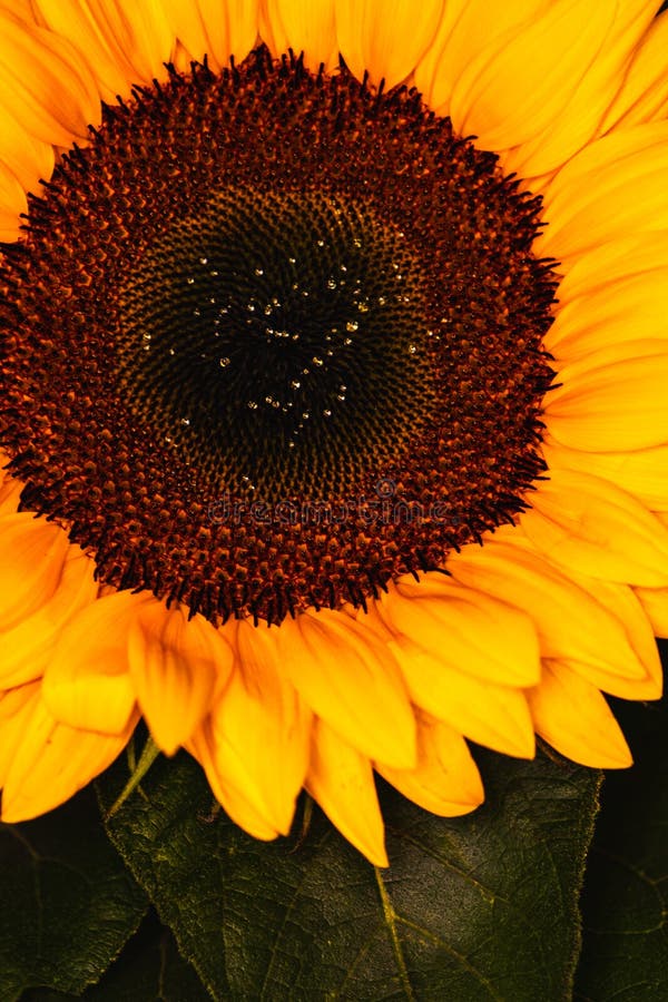 Download Sunflower flower on window stock image. Image of flora ...