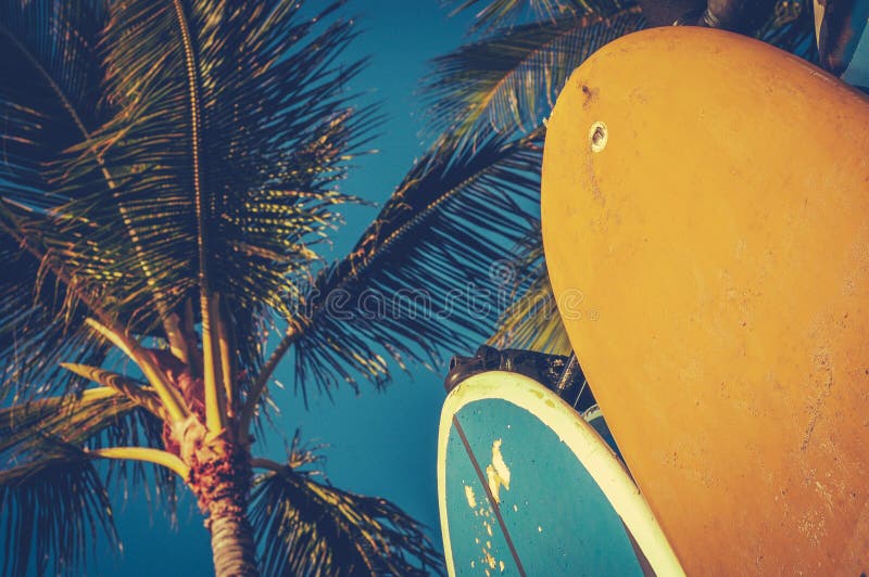 Vintage Surfboards And Palms