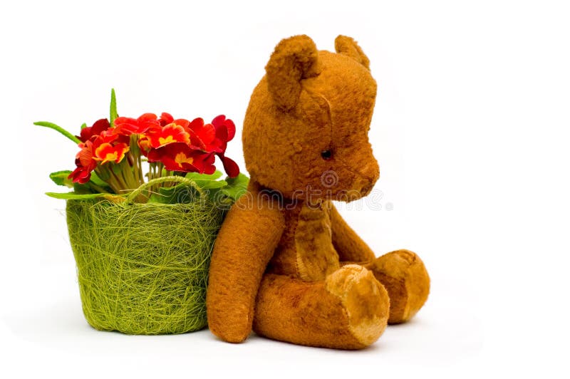 Vintage teddy with primrose flowers