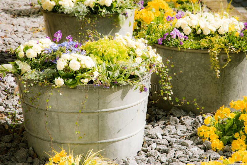 Vintage Tin Buckets Filled Spring Flowers Stock Photos Free & Royalty