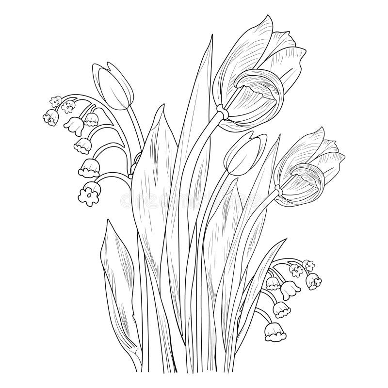 tulips pencil drawing