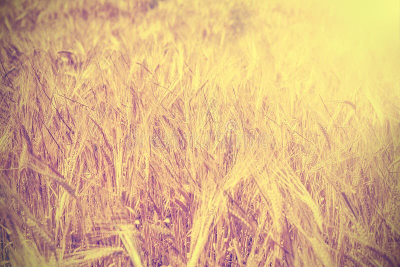 Поля на бумаге. Фон ретро поля. Пшеница ретро. Пшеничное поле фон для предметной съемки. Пшеница Винтаж.