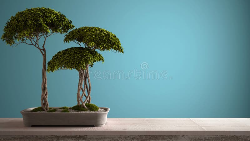 Ficus Bonsai Stock Illustrations – 245 Ficus Bonsai Stock Illustrations