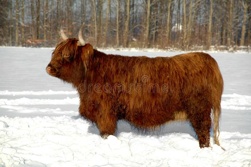 Vinter and cow royalty free stock photos