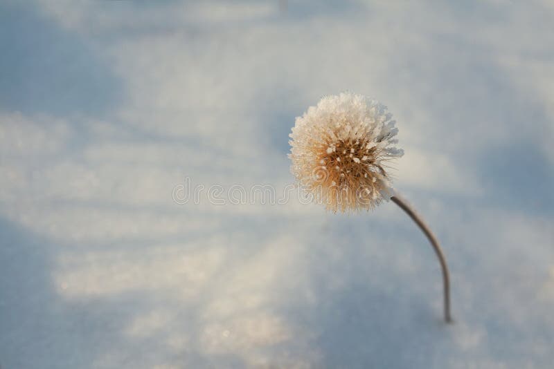 vinter för blommafrosthoar royaltyfria foton vinter för blommafrosthoar royaltyfria foton