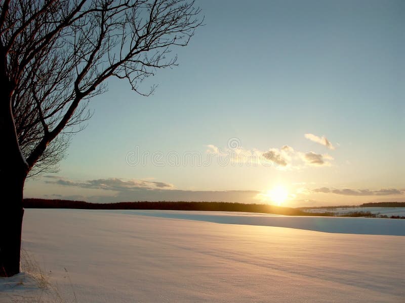 Vinter för fältsolnedgångtree arkivfoto