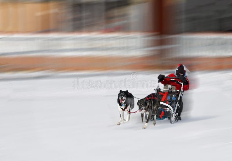 Person driving dog sled and huskies in winter snow, blurred background. Person driving dog sled and huskies in winter snow, blurred background.