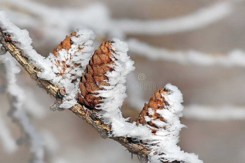 vinter för hög key makeup för konstskönhetmode perfekt royaltyfri foto vinter för hög key makeup för konstskönhetmode perfekt royaltyfri foto