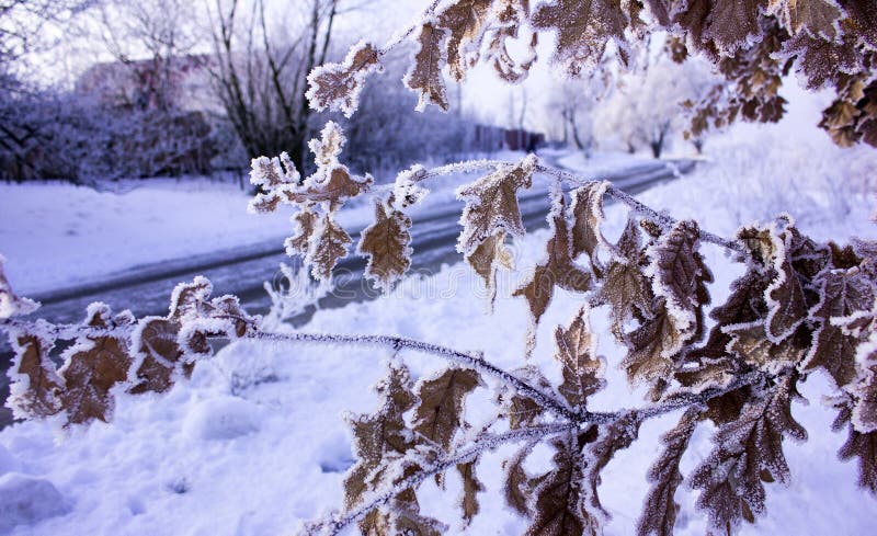 vinter för skognatursun Vinterskoglandskap i lövfällande frostigt gräs för tidig vintermorgon under vintersnöfall och varmt sollj royaltyfri bild vinter för skognatursun Vinterskoglandskap i lövfällande frostigt gräs för tidig vintermorgon under vintersnöfall och varmt sollj royaltyfri bild