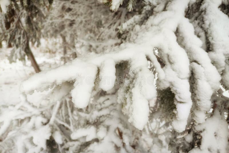 Vinter-grafisk textur av snötäckta buskar. Första snön som fastnat på trädens grenar. Frost och kall dag. Stängning. fotografering för bildbyråer