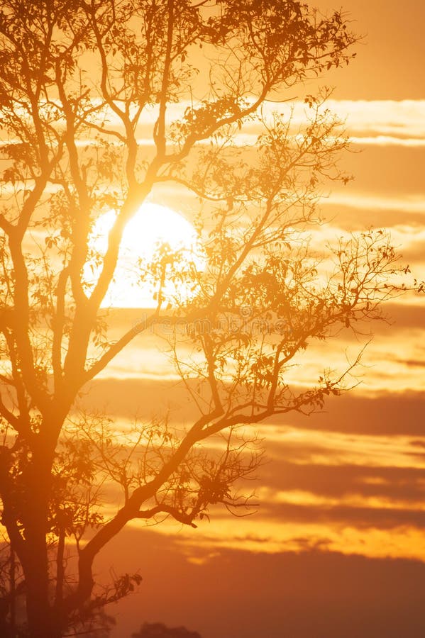 Vinter vid solen, guld- solrullning bak filialer av trädet, sceniska moln och solnedgånghimmelbakgrund Phukhieo Thailand royaltyfri fotografi Vinter vid solen, guld- solrullning bak filialer av trädet, sceniska moln och solnedgånghimmelbakgrund Phukhieo Thailand royaltyfri fotografi