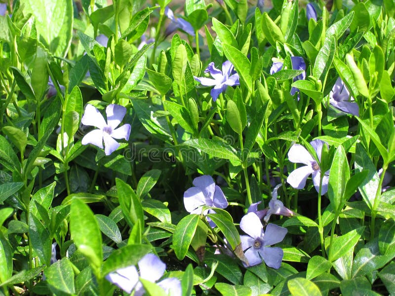 Periwinkle/Creeping Myrtle (Vinca minor) Patch. Periwinkle/Creeping Myrtle (Vinca minor) Patch