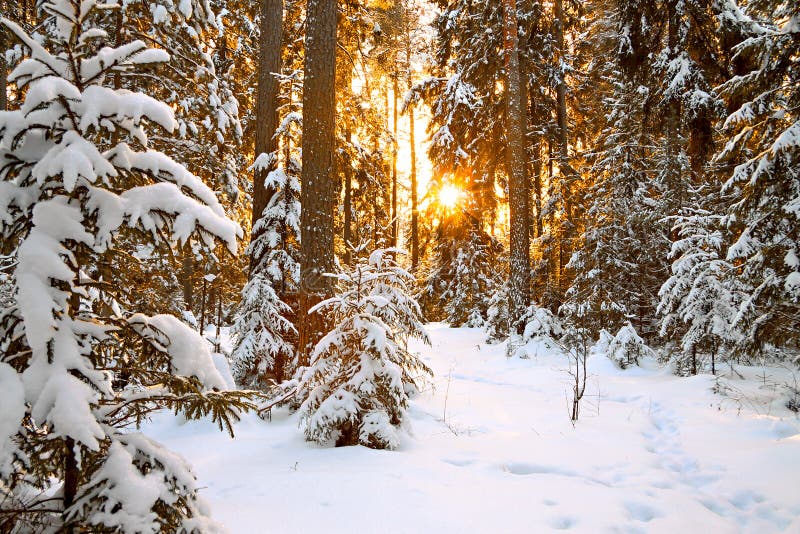 Vinterlandskap med solnedgång i skogen arkivfoton