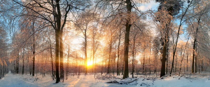 Vinterlandskap på solnedgången i en skog fotografering för bildbyråer