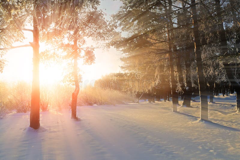 Vinterlandskapet - övervintra skognaturen under ljust aftonsolljus med frostiga träd royaltyfri bild Vinterlandskapet - övervintra skognaturen under ljust aftonsolljus med frostiga träd royaltyfri bild