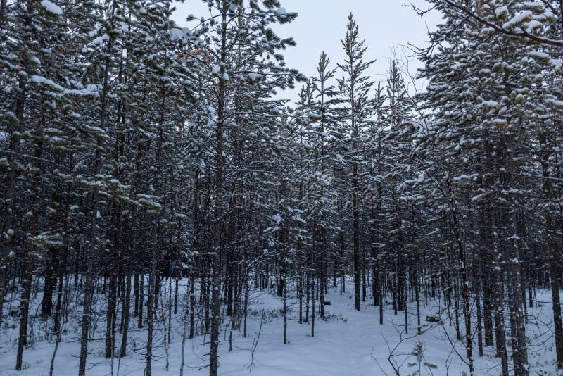 Vintern i kylan med julgransträd snöar på eftermiddagen på julhelger. royaltyfri fotografi