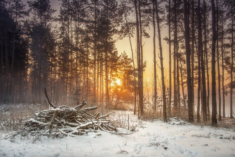 Vinternaturlandskap av den snöig skogen i varmt solljus Livlig frostig skog i morgon fotografering för bildbyråer Vinternaturlandskap av den snöig skogen i varmt solljus Livlig frostig skog i morgon fotografering för bildbyråer