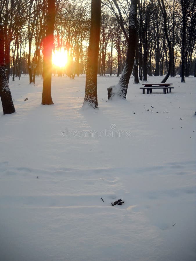 Vintersolnedgång i skog och reflexion av ljus över snö- och eksidor arkivbilder Vintersolnedgång i skog och reflexion av ljus över snö- och eksidor arkivbilder