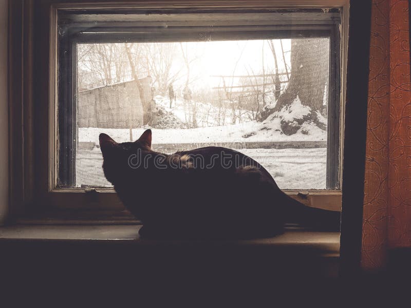 Vintersäsongen med katten sitter och vänta bredvid det fönstret royaltyfria bilder Vintersäsongen med katten sitter och vänta bredvid det fönstret royaltyfria bilder