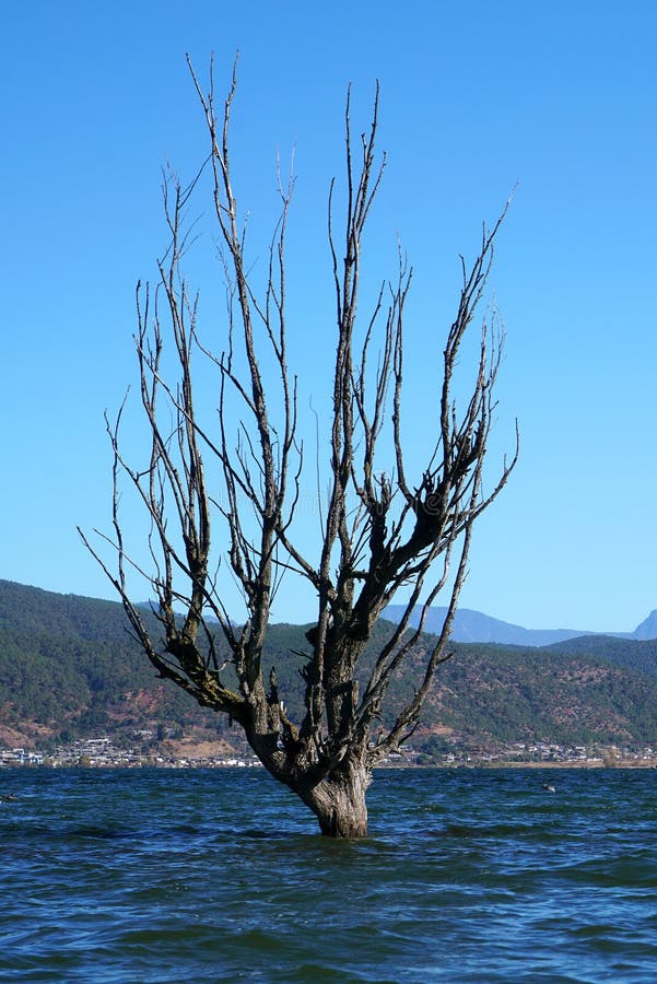 A withered Tree without leaves is standing in the lake water in winter.Taken in Lijiang，Yunan，China.Lashi Lake, also known as Lashihai, is about 6.2 miles from Lijiang. It is the origin of Ancient Tea and Horse Road and a paradise for viewing migrant birds. Yunan, China. pulling the central city of dam, is the first one in Yunnan Province in order to wet land named a nature reserve. Lashi as the ancient Naxi language translation of la as the shortage of dam, shi for the new, which means the shortage of new dam. Here in Northwest Yunnan originally part of the ancient geosynclinal Mesozoic uplift of the Yanshan fold movement into land, to become a Miocene peneplain, with the development of cross-sectional Mountains orogeny, to the late Pliocene to early Pleistocene, the quasi - Plain also split into three relative altitude 100-200 meters in altitude mountain basins, namely, Lashi dam, Lijiang dam, qihe dam. Lashi dam is one of the highest dam, there are still a dam in the waters, so he called Lashihai, lake elevation of 2437 meters. A withered Tree without leaves is standing in the lake water in winter.Taken in Lijiang，Yunan，China.Lashi Lake, also known as Lashihai, is about 6.2 miles from Lijiang. It is the origin of Ancient Tea and Horse Road and a paradise for viewing migrant birds. Yunan, China. pulling the central city of dam, is the first one in Yunnan Province in order to wet land named a nature reserve. Lashi as the ancient Naxi language translation of la as the shortage of dam, shi for the new, which means the shortage of new dam. Here in Northwest Yunnan originally part of the ancient geosynclinal Mesozoic uplift of the Yanshan fold movement into land, to become a Miocene peneplain, with the development of cross-sectional Mountains orogeny, to the late Pliocene to early Pleistocene, the quasi - Plain also split into three relative altitude 100-200 meters in altitude mountain basins, namely, Lashi dam, Lijiang dam, qihe dam. Lashi dam is one of the highest dam, there are still a dam in the waters, so he called Lashihai, lake elevation of 2437 meters.