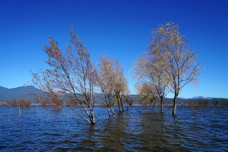 A withered Tree without leaves is standing in the lake water in winter.Taken in Lijiang，Yunan，China.Lashi Lake, also known as Lashihai, is about 6.2 miles from Lijiang. It is the origin of Ancient Tea and Horse Road and a paradise for viewing migrant birds. Yunan, China. pulling the central city of dam, is the first one in Yunnan Province in order to wet land named a nature reserve. Lashi as the ancient Naxi language translation of la as the shortage of dam, shi for the new, which means the shortage of new dam. Here in Northwest Yunnan originally part of the ancient geosynclinal Mesozoic uplift of the Yanshan fold movement into land, to become a Miocene peneplain, with the development of cross-sectional Mountains orogeny, to the late Pliocene to early Pleistocene, the quasi - Plain also split into three relative altitude 100-200 meters in altitude mountain basins, namely, Lashi dam, Lijiang dam, qihe dam. Lashi dam is one of the highest dam, there are still a dam in the waters, so he called Lashihai, lake elevation of 2437 meters. A withered Tree without leaves is standing in the lake water in winter.Taken in Lijiang，Yunan，China.Lashi Lake, also known as Lashihai, is about 6.2 miles from Lijiang. It is the origin of Ancient Tea and Horse Road and a paradise for viewing migrant birds. Yunan, China. pulling the central city of dam, is the first one in Yunnan Province in order to wet land named a nature reserve. Lashi as the ancient Naxi language translation of la as the shortage of dam, shi for the new, which means the shortage of new dam. Here in Northwest Yunnan originally part of the ancient geosynclinal Mesozoic uplift of the Yanshan fold movement into land, to become a Miocene peneplain, with the development of cross-sectional Mountains orogeny, to the late Pliocene to early Pleistocene, the quasi - Plain also split into three relative altitude 100-200 meters in altitude mountain basins, namely, Lashi dam, Lijiang dam, qihe dam. Lashi dam is one of the highest dam, there are still a dam in the waters, so he called Lashihai, lake elevation of 2437 meters.