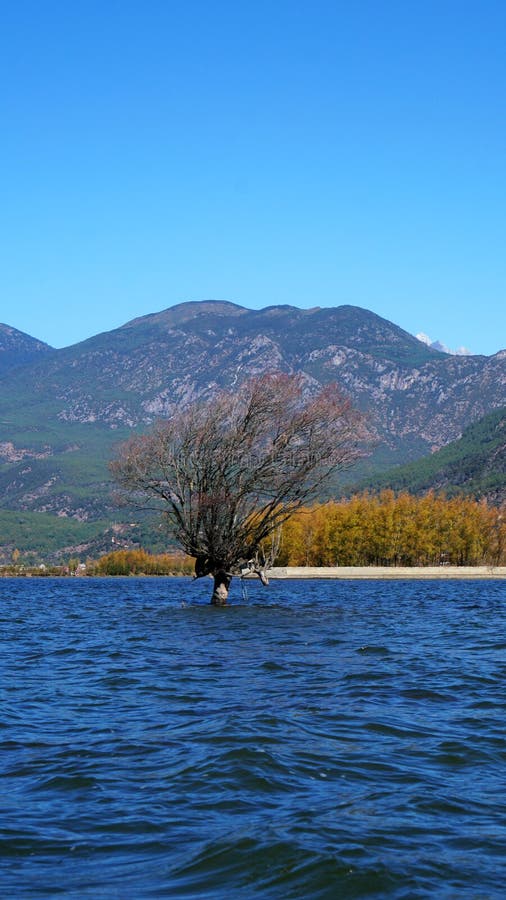 A withered Tree without leaves is standing in the lake water in winter.Taken in Lijiang，Yunan，China.Lashi Lake, also known as Lashihai, is about 6.2 miles from Lijiang. It is the origin of Ancient Tea and Horse Road and a paradise for viewing migrant birds. Yunan, China. pulling the central city of dam, is the first one in Yunnan Province in order to wet land named a nature reserve. Lashi as the ancient Naxi language translation of la as the shortage of dam, shi for the new, which means the shortage of new dam. Here in Northwest Yunnan originally part of the ancient geosynclinal Mesozoic uplift of the Yanshan fold movement into land, to become a Miocene peneplain, with the development of cross-sectional Mountains orogeny, to the late Pliocene to early Pleistocene, the quasi - Plain also split into three relative altitude 100-200 meters in altitude mountain basins, namely, Lashi dam, Lijiang dam, qihe dam. Lashi dam is one of the highest dam, there are still a dam in the waters, so he called Lashihai, lake elevation of 2437 meters. A withered Tree without leaves is standing in the lake water in winter.Taken in Lijiang，Yunan，China.Lashi Lake, also known as Lashihai, is about 6.2 miles from Lijiang. It is the origin of Ancient Tea and Horse Road and a paradise for viewing migrant birds. Yunan, China. pulling the central city of dam, is the first one in Yunnan Province in order to wet land named a nature reserve. Lashi as the ancient Naxi language translation of la as the shortage of dam, shi for the new, which means the shortage of new dam. Here in Northwest Yunnan originally part of the ancient geosynclinal Mesozoic uplift of the Yanshan fold movement into land, to become a Miocene peneplain, with the development of cross-sectional Mountains orogeny, to the late Pliocene to early Pleistocene, the quasi - Plain also split into three relative altitude 100-200 meters in altitude mountain basins, namely, Lashi dam, Lijiang dam, qihe dam. Lashi dam is one of the highest dam, there are still a dam in the waters, so he called Lashihai, lake elevation of 2437 meters.