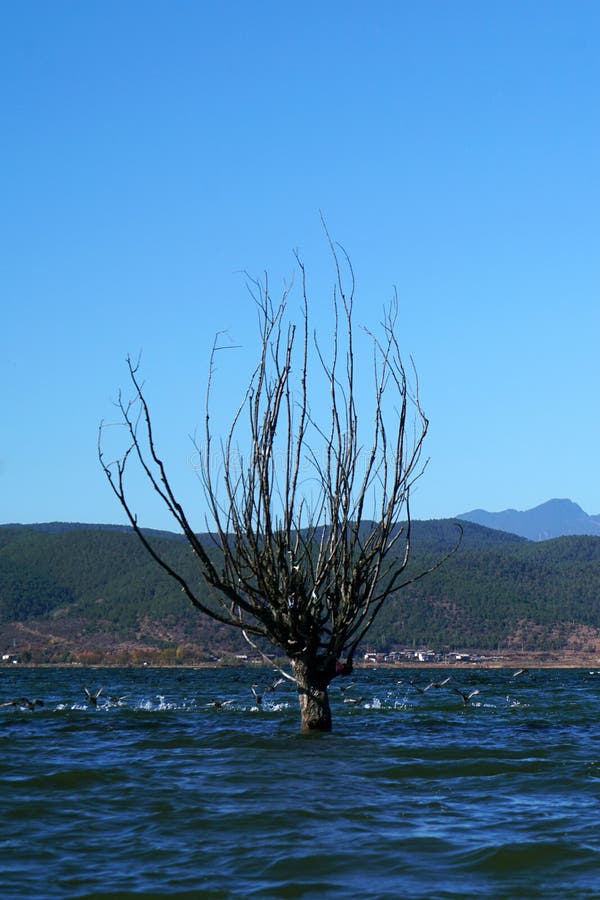 A withered Tree without leaves is standing in the lake water in winter. Taken in Lijiang，Yunan，China. Lashi Lake, also known as Lashihai, is about 6. 2 miles from Lijiang. It is the origin of Ancient Tea and Horse Road and a paradise for viewing migrant birds. Yunan, China. pulling the central city of dam, is the first one in Yunnan Province in order to wet land named a nature reserve. Lashi as the ancient Naxi language translation of la as the shortage of dam, shi for the new, which means the shortage of new dam. Here in Northwest Yunnan originally part of the ancient geosynclinal Mesozoic uplift of the Yanshan fold movement into land, to become a Miocene peneplain, with the development of cross-sectional Mountains orogeny, to the late Pliocene to early Pleistocene, the quasi - Plain also split into three relative altitude 100-200 meters in altitude mountain basins, namely, Lashi dam, Lijiang dam, qihe dam. Lashi dam is one of the highest dam, there are still a dam in the waters, so he called Lashihai, lake elevation of 2437 meters. A withered Tree without leaves is standing in the lake water in winter. Taken in Lijiang，Yunan，China. Lashi Lake, also known as Lashihai, is about 6. 2 miles from Lijiang. It is the origin of Ancient Tea and Horse Road and a paradise for viewing migrant birds. Yunan, China. pulling the central city of dam, is the first one in Yunnan Province in order to wet land named a nature reserve. Lashi as the ancient Naxi language translation of la as the shortage of dam, shi for the new, which means the shortage of new dam. Here in Northwest Yunnan originally part of the ancient geosynclinal Mesozoic uplift of the Yanshan fold movement into land, to become a Miocene peneplain, with the development of cross-sectional Mountains orogeny, to the late Pliocene to early Pleistocene, the quasi - Plain also split into three relative altitude 100-200 meters in altitude mountain basins, namely, Lashi dam, Lijiang dam, qihe dam. Lashi dam is one of the highest dam, there are still a dam in the waters, so he called Lashihai, lake elevation of 2437 meters.