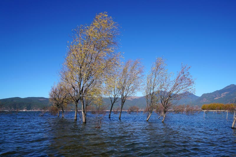 A withered Tree without leaves is standing in the lake water in winter.Taken in Lijiang，Yunan，China.Lashi Lake, also known as Lashihai, is about 6.2 miles from Lijiang. It is the origin of Ancient Tea and Horse Road and a paradise for viewing migrant birds. Yunan, China. pulling the central city of dam, is the first one in Yunnan Province in order to wet land named a nature reserve. Lashi as the ancient Naxi language translation of la as the shortage of dam, shi for the new, which means the shortage of new dam. Here in Northwest Yunnan originally part of the ancient geosynclinal Mesozoic uplift of the Yanshan fold movement into land, to become a Miocene peneplain, with the development of cross-sectional Mountains orogeny, to the late Pliocene to early Pleistocene, the quasi - Plain also split into three relative altitude 100-200 meters in altitude mountain basins, namely, Lashi dam, Lijiang dam, qihe dam. Lashi dam is one of the highest dam, there are still a dam in the waters, so he called Lashihai, lake elevation of 2437 meters. A withered Tree without leaves is standing in the lake water in winter.Taken in Lijiang，Yunan，China.Lashi Lake, also known as Lashihai, is about 6.2 miles from Lijiang. It is the origin of Ancient Tea and Horse Road and a paradise for viewing migrant birds. Yunan, China. pulling the central city of dam, is the first one in Yunnan Province in order to wet land named a nature reserve. Lashi as the ancient Naxi language translation of la as the shortage of dam, shi for the new, which means the shortage of new dam. Here in Northwest Yunnan originally part of the ancient geosynclinal Mesozoic uplift of the Yanshan fold movement into land, to become a Miocene peneplain, with the development of cross-sectional Mountains orogeny, to the late Pliocene to early Pleistocene, the quasi - Plain also split into three relative altitude 100-200 meters in altitude mountain basins, namely, Lashi dam, Lijiang dam, qihe dam. Lashi dam is one of the highest dam, there are still a dam in the waters, so he called Lashihai, lake elevation of 2437 meters.