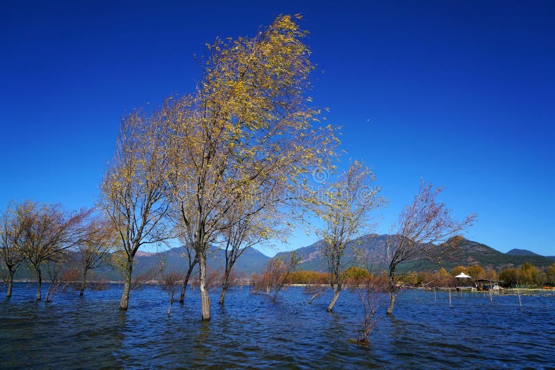 A withered Tree without leaves is standing in the lake water in winter.Taken in Lijiang，Yunan，China.Lashi Lake, also known as Lashihai, is about 6.2 miles from Lijiang. It is the origin of Ancient Tea and Horse Road and a paradise for viewing migrant birds. Yunan, China. pulling the central city of dam, is the first one in Yunnan Province in order to wet land named a nature reserve. Lashi as the ancient Naxi language translation of la as the shortage of dam, shi for the new, which means the shortage of new dam. Here in Northwest Yunnan originally part of the ancient geosynclinal Mesozoic uplift of the Yanshan fold movement into land, to become a Miocene peneplain, with the development of cross-sectional Mountains orogeny, to the late Pliocene to early Pleistocene, the quasi - Plain also split into three relative altitude 100-200 meters in altitude mountain basins, namely, Lashi dam, Lijiang dam, qihe dam. Lashi dam is one of the highest dam, there are still a dam in the waters, so he called Lashihai, lake elevation of 2437 meters. A withered Tree without leaves is standing in the lake water in winter.Taken in Lijiang，Yunan，China.Lashi Lake, also known as Lashihai, is about 6.2 miles from Lijiang. It is the origin of Ancient Tea and Horse Road and a paradise for viewing migrant birds. Yunan, China. pulling the central city of dam, is the first one in Yunnan Province in order to wet land named a nature reserve. Lashi as the ancient Naxi language translation of la as the shortage of dam, shi for the new, which means the shortage of new dam. Here in Northwest Yunnan originally part of the ancient geosynclinal Mesozoic uplift of the Yanshan fold movement into land, to become a Miocene peneplain, with the development of cross-sectional Mountains orogeny, to the late Pliocene to early Pleistocene, the quasi - Plain also split into three relative altitude 100-200 meters in altitude mountain basins, namely, Lashi dam, Lijiang dam, qihe dam. Lashi dam is one of the highest dam, there are still a dam in the waters, so he called Lashihai, lake elevation of 2437 meters.