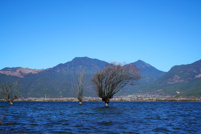 A withered Tree without leaves is standing in the lake water in winter.Taken in Lijiang，Yunan，China.Lashi Lake, also known as Lashihai, is about 6.2 miles from Lijiang. It is the origin of Ancient Tea and Horse Road and a paradise for viewing migrant birds. Yunan, China. pulling the central city of dam, is the first one in Yunnan Province in order to wet land named a nature reserve. Lashi as the ancient Naxi language translation of la as the shortage of dam, shi for the new, which means the shortage of new dam. Here in Northwest Yunnan originally part of the ancient geosynclinal Mesozoic uplift of the Yanshan fold movement into land, to become a Miocene peneplain, with the development of cross-sectional Mountains orogeny, to the late Pliocene to early Pleistocene, the quasi - Plain also split into three relative altitude 100-200 meters in altitude mountain basins, namely, Lashi dam, Lijiang dam, qihe dam. Lashi dam is one of the highest dam, there are still a dam in the waters, so he called Lashihai, lake elevation of 2437 meters. A withered Tree without leaves is standing in the lake water in winter.Taken in Lijiang，Yunan，China.Lashi Lake, also known as Lashihai, is about 6.2 miles from Lijiang. It is the origin of Ancient Tea and Horse Road and a paradise for viewing migrant birds. Yunan, China. pulling the central city of dam, is the first one in Yunnan Province in order to wet land named a nature reserve. Lashi as the ancient Naxi language translation of la as the shortage of dam, shi for the new, which means the shortage of new dam. Here in Northwest Yunnan originally part of the ancient geosynclinal Mesozoic uplift of the Yanshan fold movement into land, to become a Miocene peneplain, with the development of cross-sectional Mountains orogeny, to the late Pliocene to early Pleistocene, the quasi - Plain also split into three relative altitude 100-200 meters in altitude mountain basins, namely, Lashi dam, Lijiang dam, qihe dam. Lashi dam is one of the highest dam, there are still a dam in the waters, so he called Lashihai, lake elevation of 2437 meters.