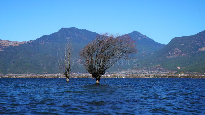 A withered Tree without leaves is standing in the lake water in winter.Taken in Lijiang，Yunan，China.Lashi Lake, also known as Lashihai, is about 6.2 miles from Lijiang. It is the origin of Ancient Tea and Horse Road and a paradise for viewing migrant birds. Yunan, China. pulling the central city of dam, is the first one in Yunnan Province in order to wet land named a nature reserve. Lashi as the ancient Naxi language translation of la as the shortage of dam, shi for the new, which means the shortage of new dam. Here in Northwest Yunnan originally part of the ancient geosynclinal Mesozoic uplift of the Yanshan fold movement into land, to become a Miocene peneplain, with the development of cross-sectional Mountains orogeny, to the late Pliocene to early Pleistocene, the quasi - Plain also split into three relative altitude 100-200 meters in altitude mountain basins, namely, Lashi dam, Lijiang dam, qihe dam. Lashi dam is one of the highest dam, there are still a dam in the waters, so he called Lashihai, lake elevation of 2437 meters. A withered Tree without leaves is standing in the lake water in winter.Taken in Lijiang，Yunan，China.Lashi Lake, also known as Lashihai, is about 6.2 miles from Lijiang. It is the origin of Ancient Tea and Horse Road and a paradise for viewing migrant birds. Yunan, China. pulling the central city of dam, is the first one in Yunnan Province in order to wet land named a nature reserve. Lashi as the ancient Naxi language translation of la as the shortage of dam, shi for the new, which means the shortage of new dam. Here in Northwest Yunnan originally part of the ancient geosynclinal Mesozoic uplift of the Yanshan fold movement into land, to become a Miocene peneplain, with the development of cross-sectional Mountains orogeny, to the late Pliocene to early Pleistocene, the quasi - Plain also split into three relative altitude 100-200 meters in altitude mountain basins, namely, Lashi dam, Lijiang dam, qihe dam. Lashi dam is one of the highest dam, there are still a dam in the waters, so he called Lashihai, lake elevation of 2437 meters.